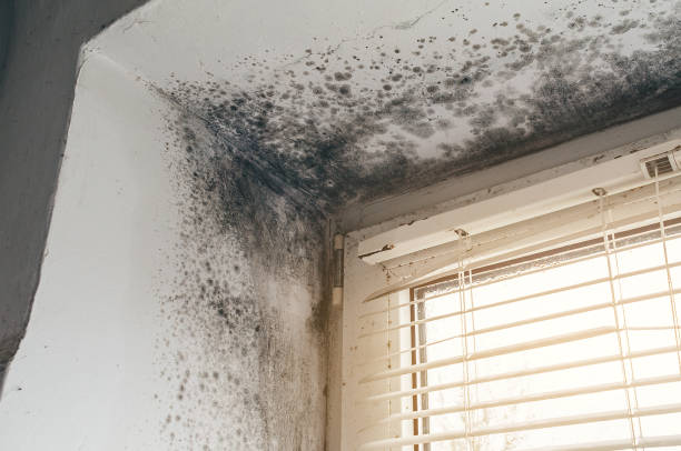 Trusted Commercial Mold Remediation service in Glenwood, GA - Cheap Mold Removal
